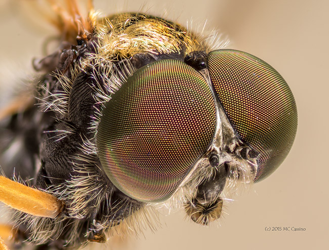 Ornate Snipe Fly, Chrysopilus ornatus